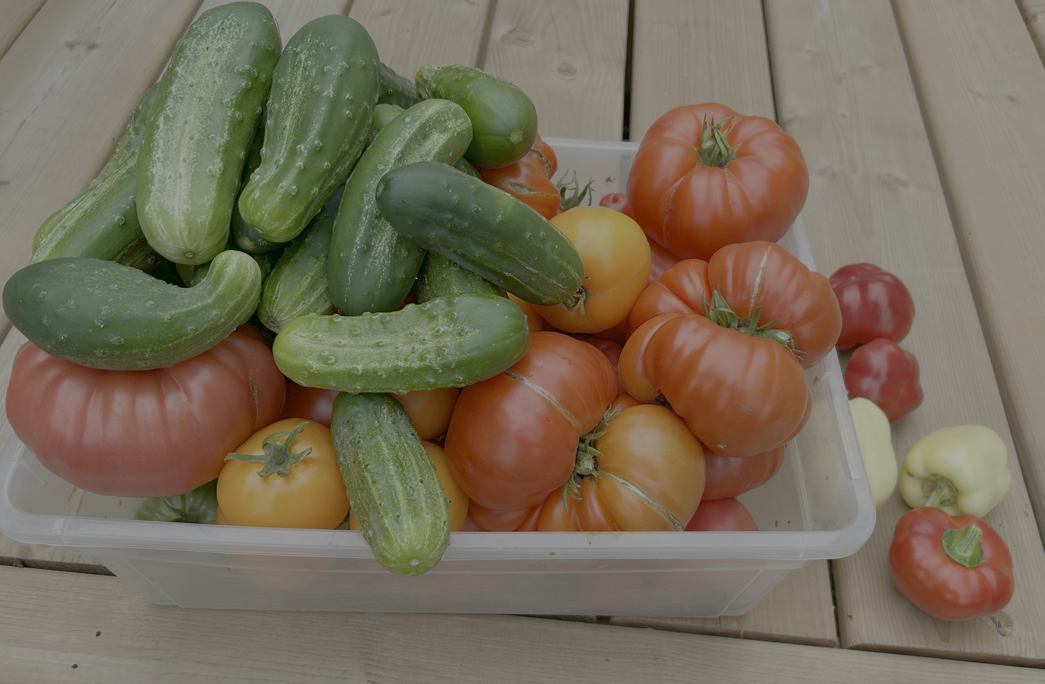 Alt Text: A close-up, vibrant shot of a variety of heirloom tomatoes, including deep red San Marzano and bright green-striped varieties, resting in a rustic wooden harvest basket on a sun-drenched garden table.