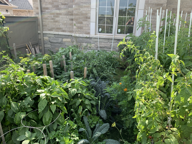 Alt Text: A beautiful "Pizza Garden" bed featuring a lush San Marzano tomato plant staked in the center, surrounded by vibrant green Genovese basil and dark green oregano, with a few marigolds for color and pest control.