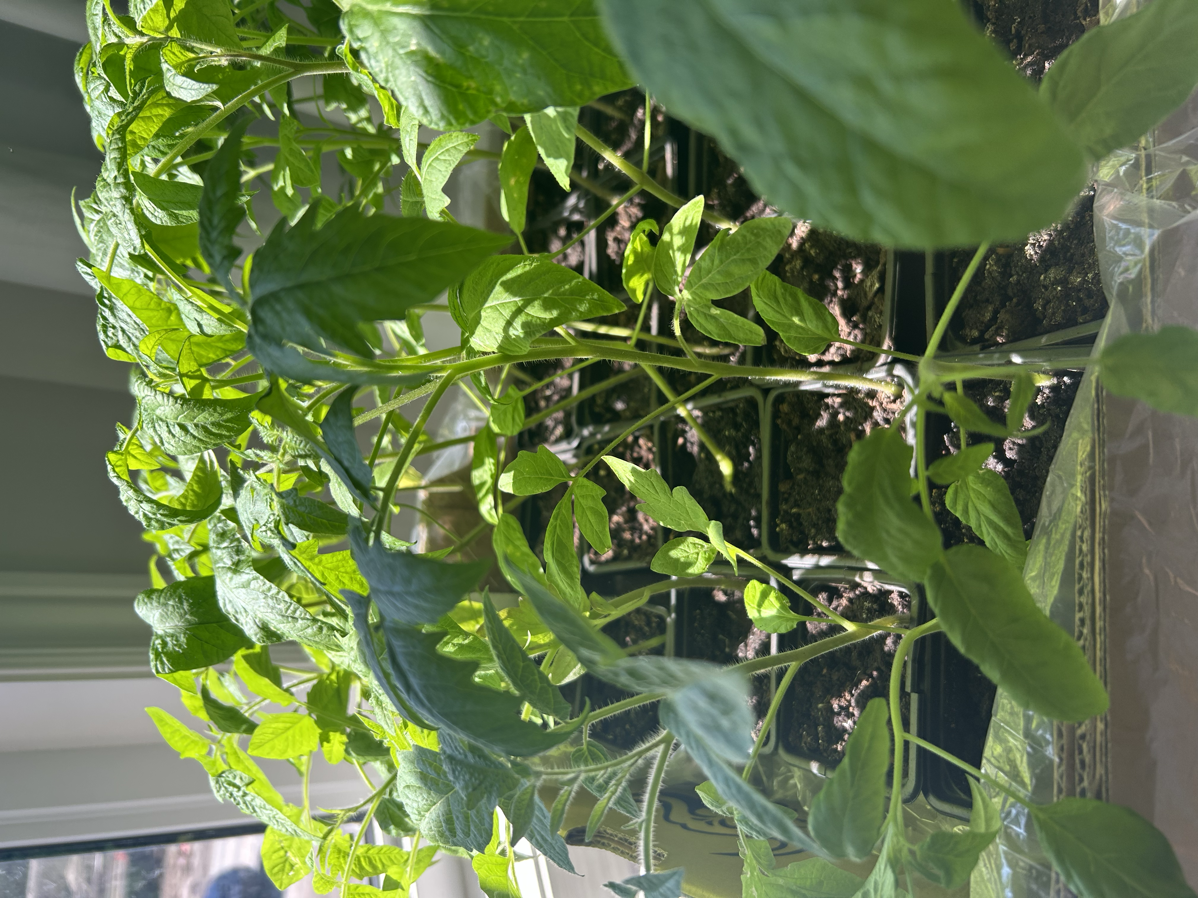 A tray of tomato seedlings in small pots, representing healthy starts.