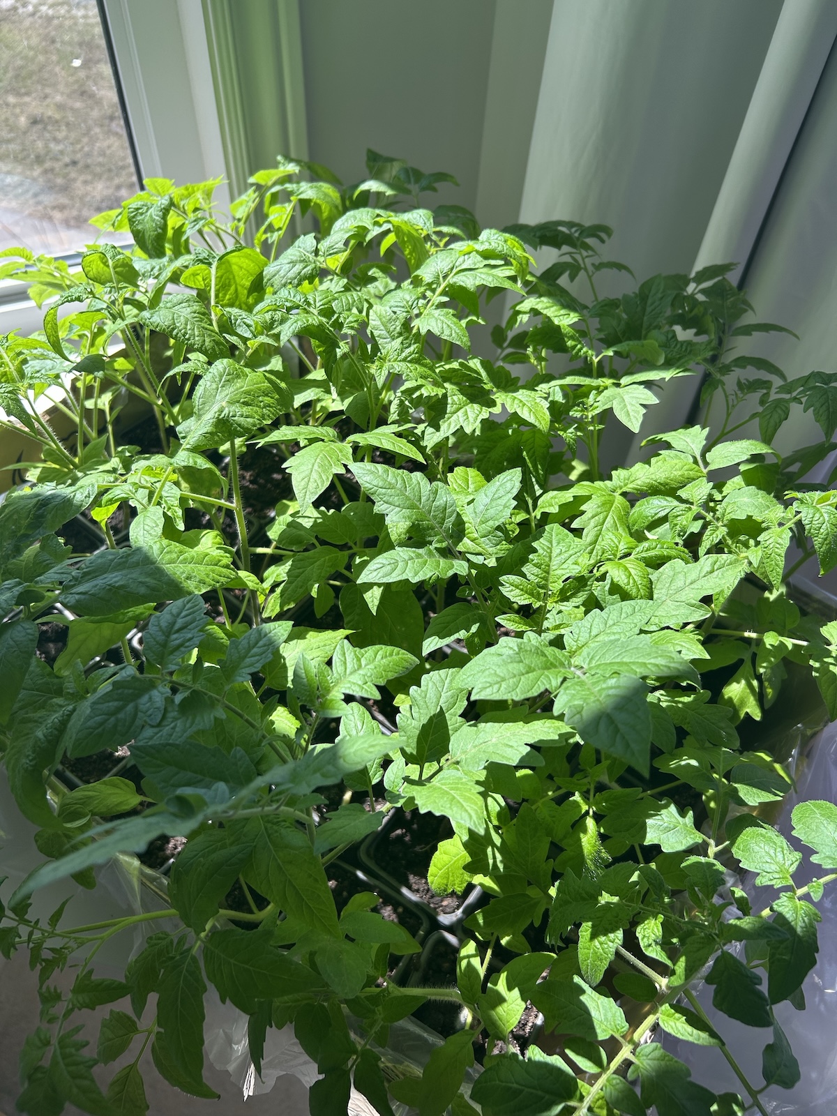 Young tomato seedlings in containers.