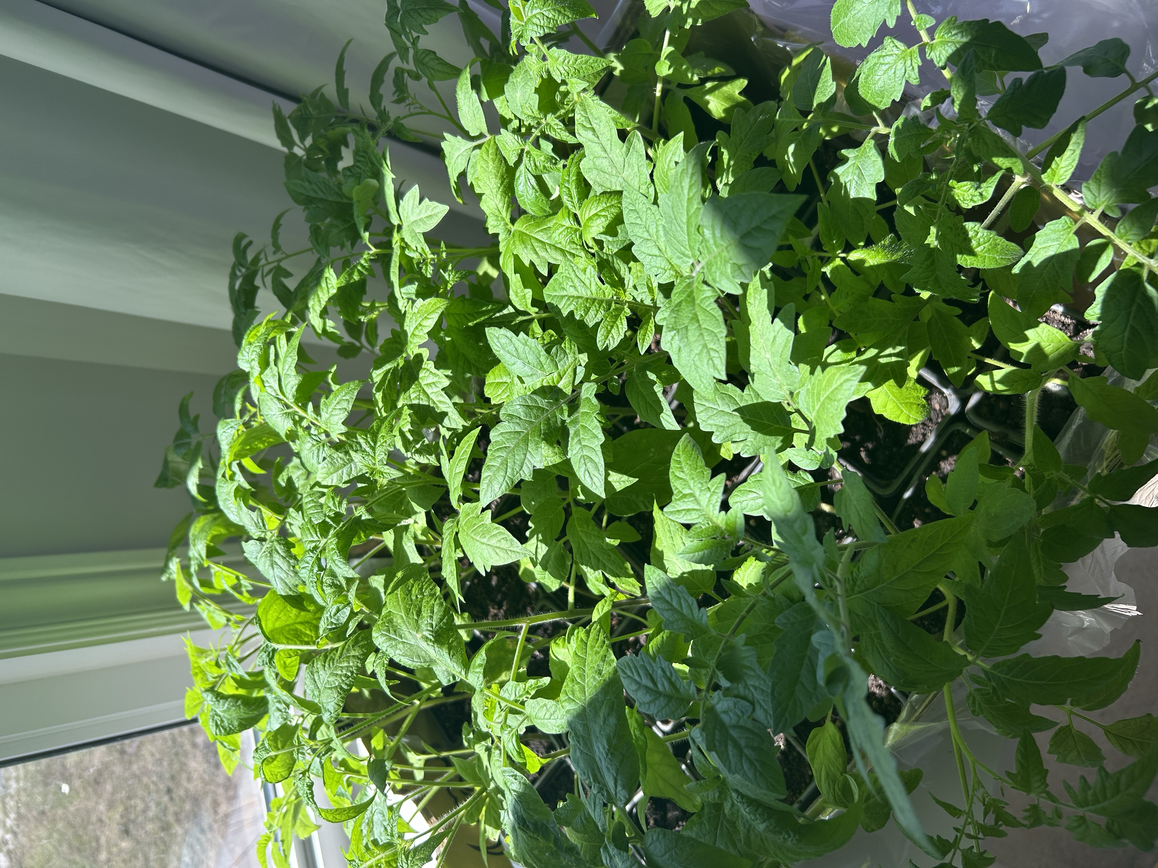 Young tomato seedlings in containers.