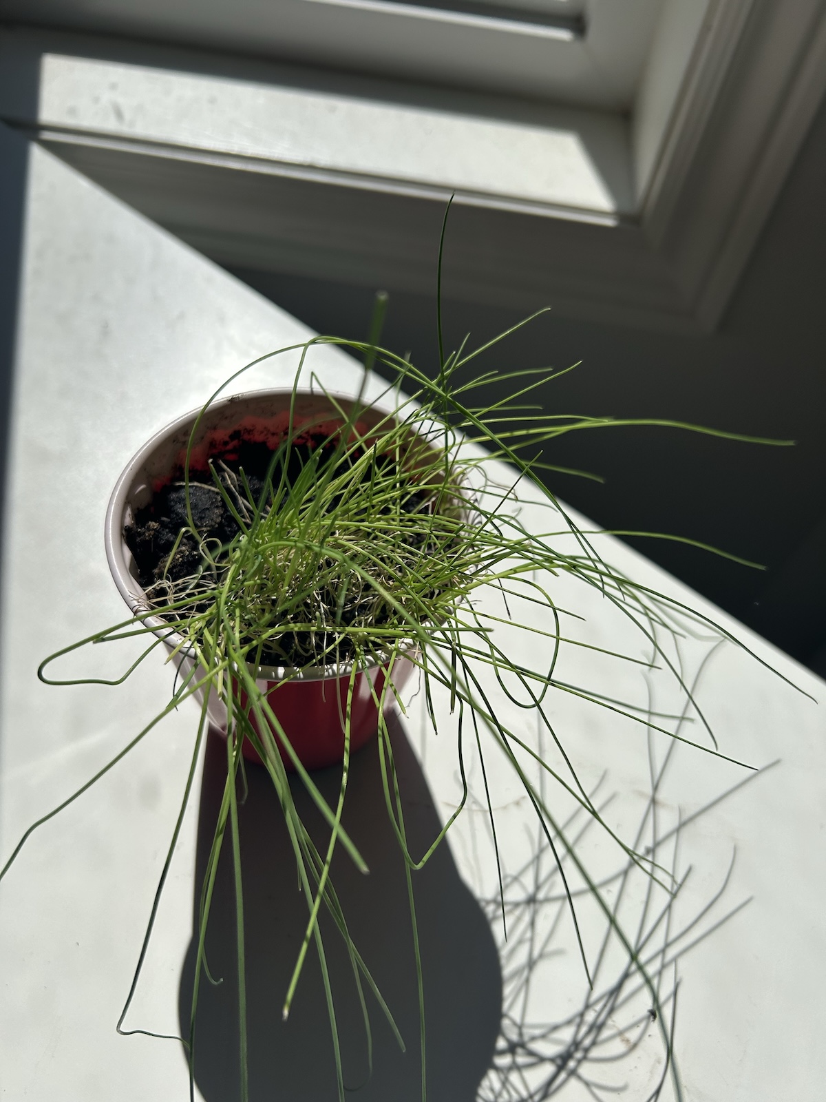 Alt Text: A close-up of healthy, slender green leek seedlings growing thickly in a seed starting tray.