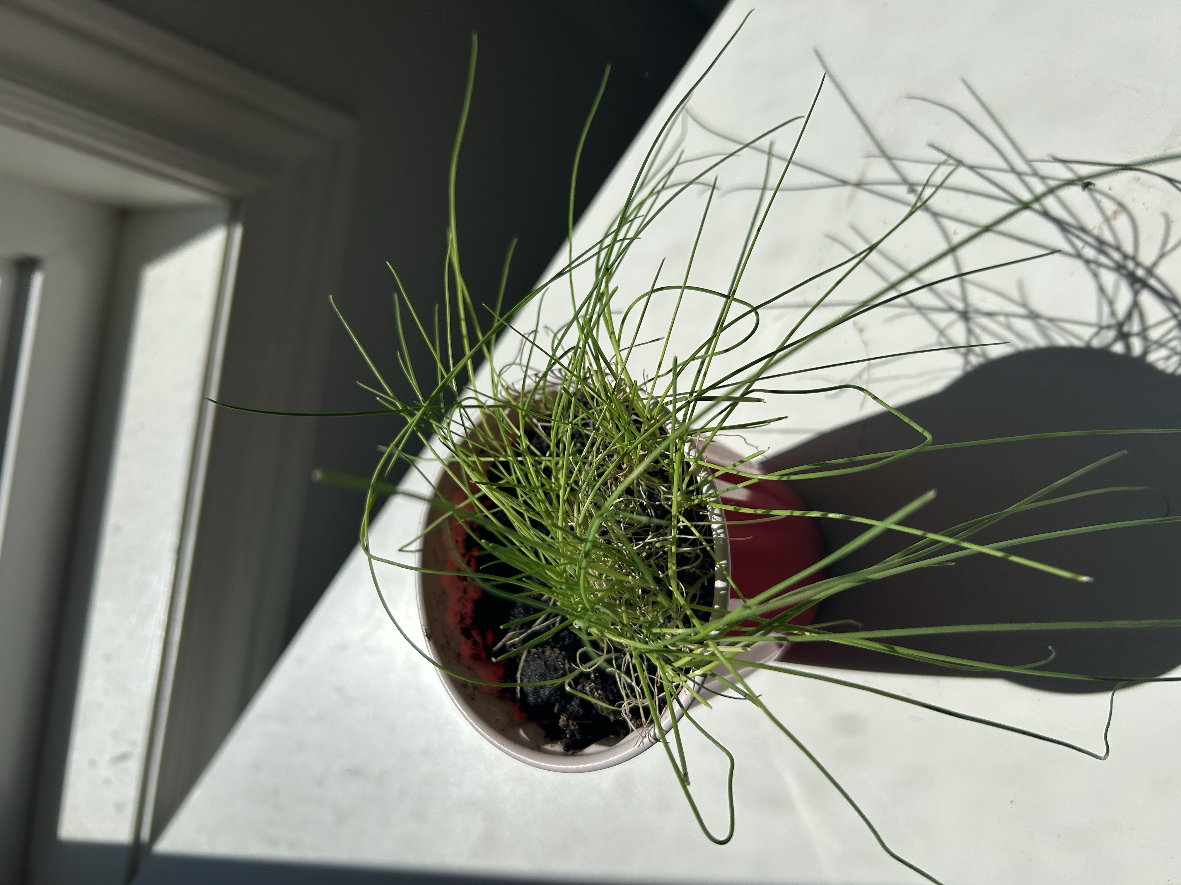 Alt Text: A close-up of healthy, slender green leek seedlings growing thickly in a seed starting tray.