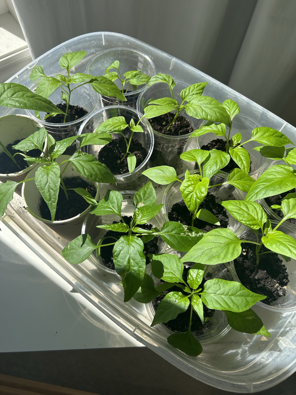 Alt Text: A vibrant green pepper seedling with two sets of healthy "true leaves" growing in a small black starter pot.