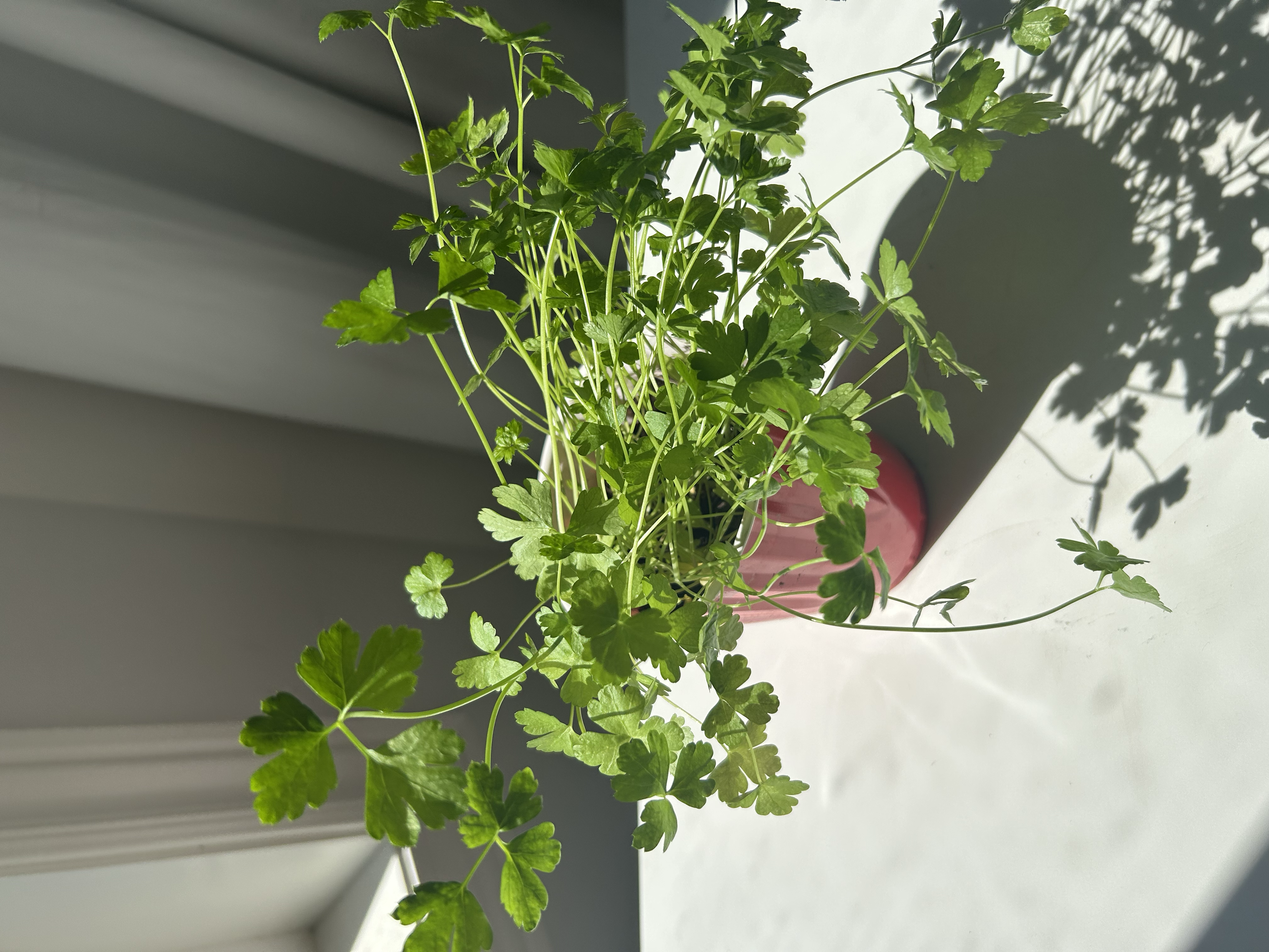 Alt Text: A close-up of parsley seedlings, representing early spring planting and growth.