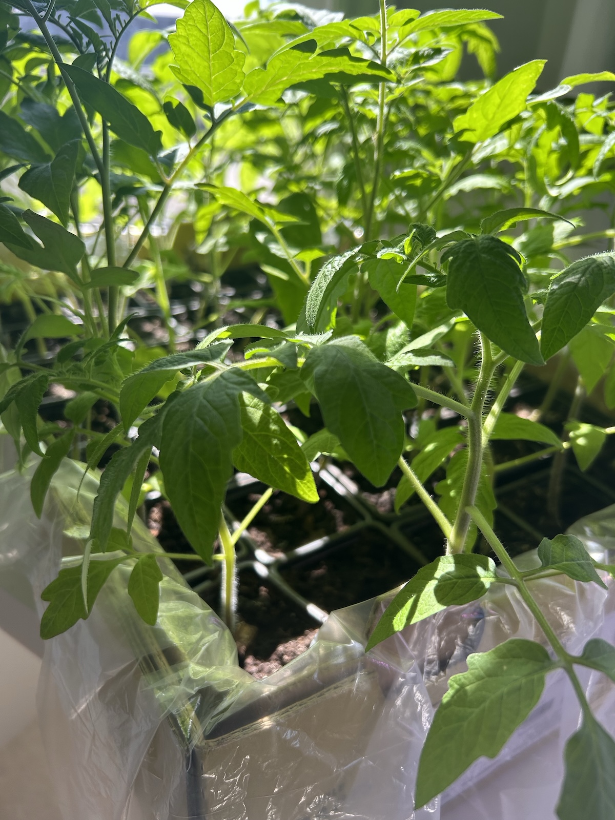 Alt Text: A close-up of tomato seedlings, showing healthy growth in a controlled environment.