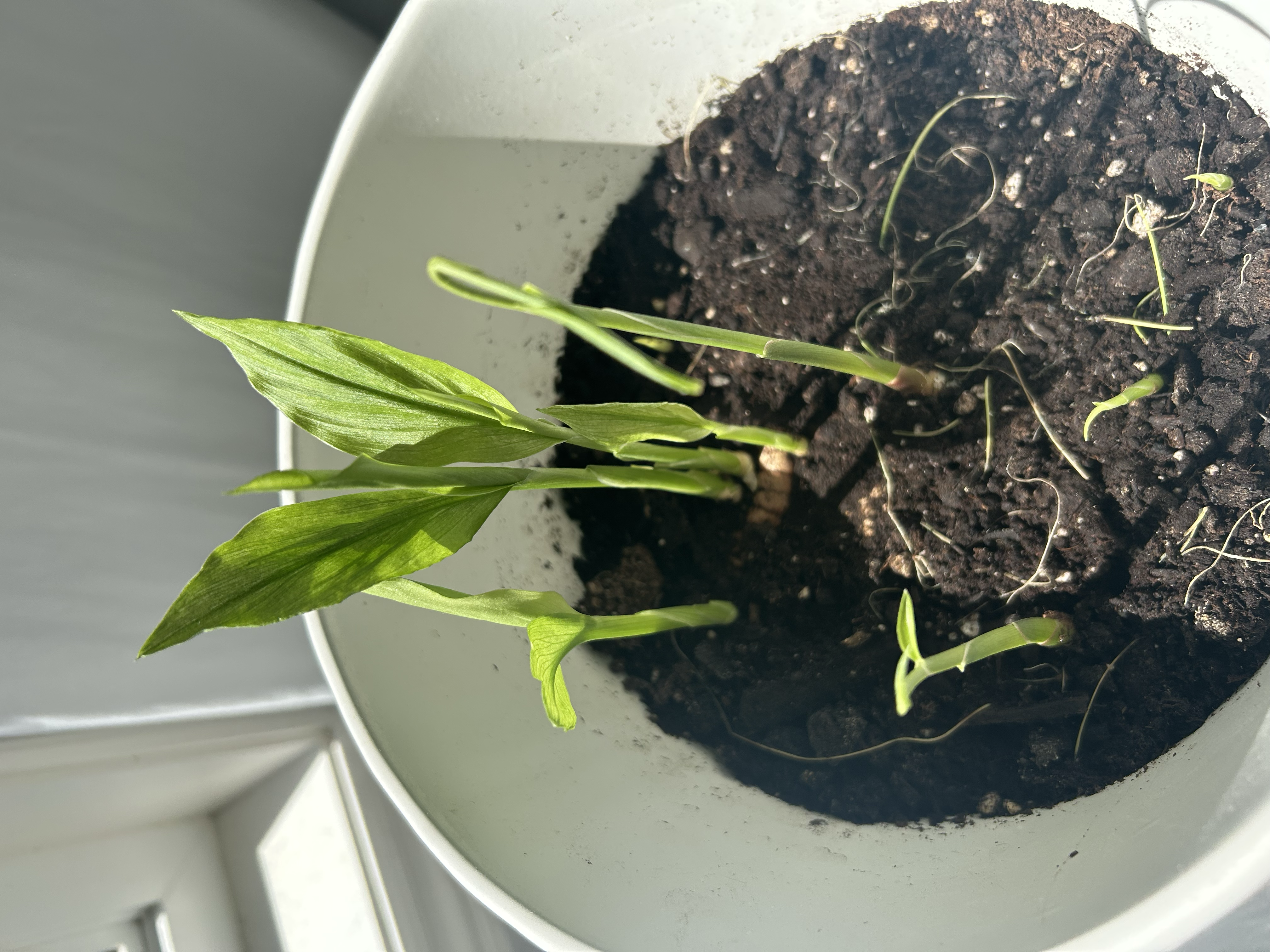 Alt Text: A close-up of turmeric root with more shoots sprouted, showing vigorous growth.